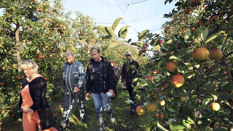 Cueillette des pommes dans un verger à Beaumont-Pied-de-Boeuf (Sarthe), le 24 septembre 2013. (Crédit photo JEAN-FRANCOIS MONIER/AFP via Getty Images)