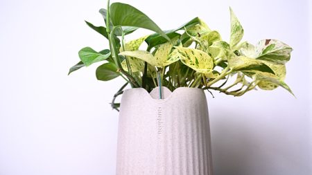 Une plante aux superpouvoirs pour purifier l’air des molécules toxiques