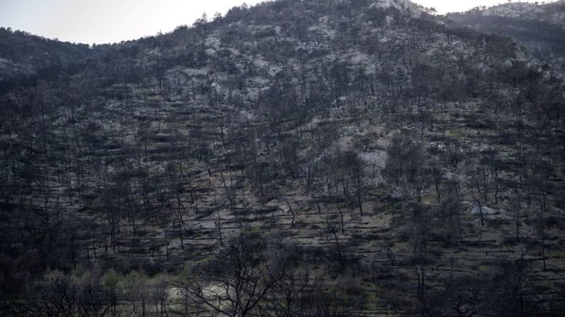 Une photo prise le 1er juin 2024 d'arbres brûlés par les incendies de l'été dernier à Acharnes, au nord d'Athènes. (Photo ANGELOS TZORTZINIS/AFP via Getty Images)