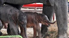 Thaïlande : rare naissance d’éléphants jumeaux