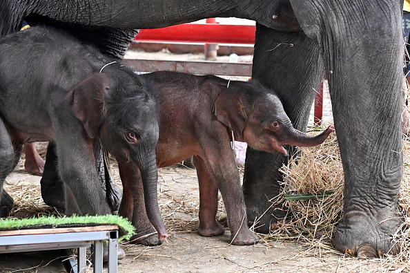 Des jumeaux éléphants nouveau-nés, une femelle (à g.) et un mâle (au c.), se tiennent à côté de leur mère Jamjuree au Palais des éléphants et Kraal royal d'Ayutthaya, à Ayutthaya, le 10 juin 2024. (MANAN VATSYAYANA/AFP via Getty Images)