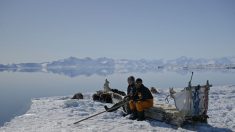 La chasse à l’ours ou au phoque, une tradition dont vivaient autrefois les Inuits