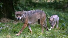 Une joggeuse imprudente a été grièvement blessée par des loups dans la réserve naturelle de Thoiry