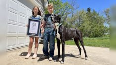 « Toute notre famille est dévastée » : Kevin, le plus grand chien vivant au monde, meurt 11 jours après son record Guinness