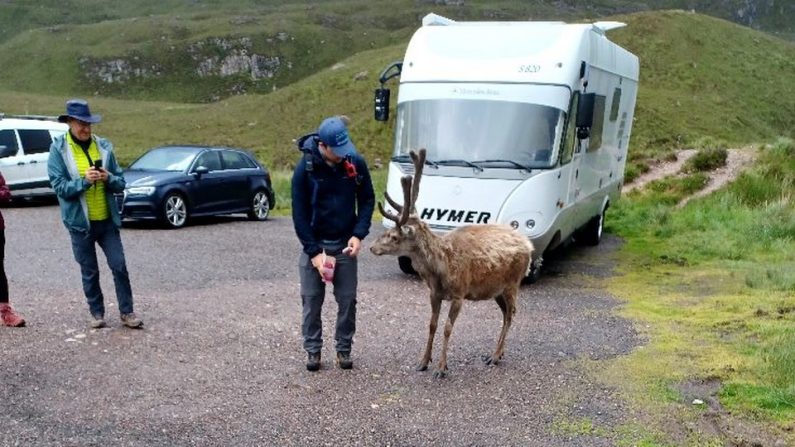 En Écosse, Callum, un cerf très populaire, euthanasié pour avoir ingéré trop de nourriture donnée par les touristes. (Capture d'écran profil Facebook Murdo MacKenzie)