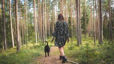 Peut-on promener son chien sans laisse en forêt à partir du 1er juillet ?