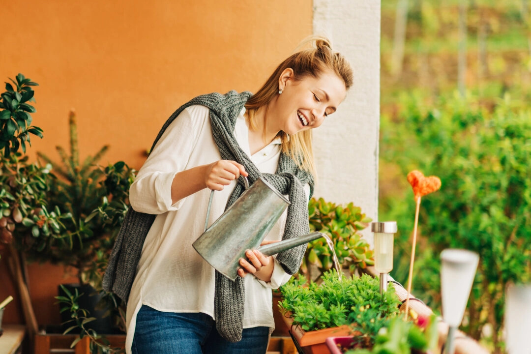 Les 5 meilleures plantes d'intérieur pour la maison