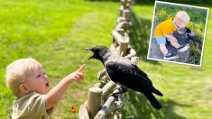 Un corbeau blessé sauvé par une famille est désormais le gardien de son petit « meilleur ami » : découvrez la vidéo