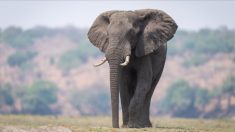 Zambie  : une touriste américaine piétinée à mort par un éléphant lors d’un safari