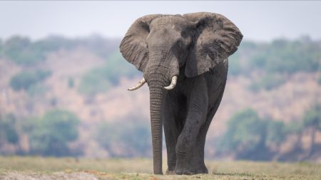 Zambie  : une touriste américaine piétinée à mort par un éléphant lors d’un safari