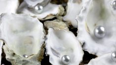 Morbihan : à 12 ans, elle trouve une jolie perle dans une huître