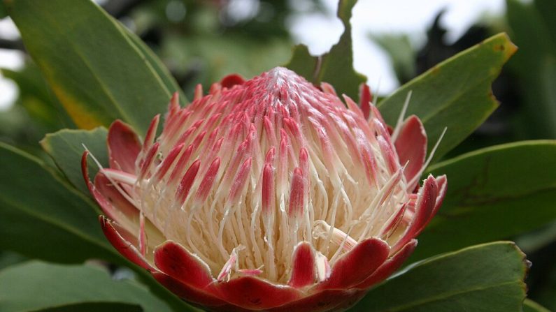 Protea caffra. (Photo Wikimedia commons)