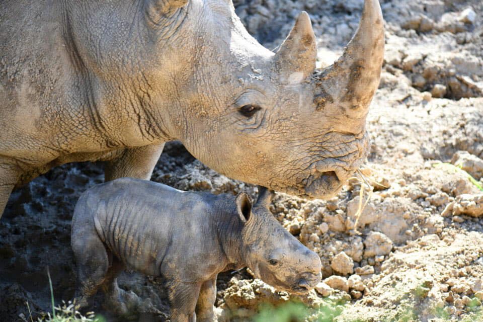 Naissance d'un rhinocéros blanc au zoo de Montpellier