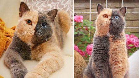 [Photos] Rencontrez Domiino, la chatte British Shorthair aux couleurs parfaitement divisées
