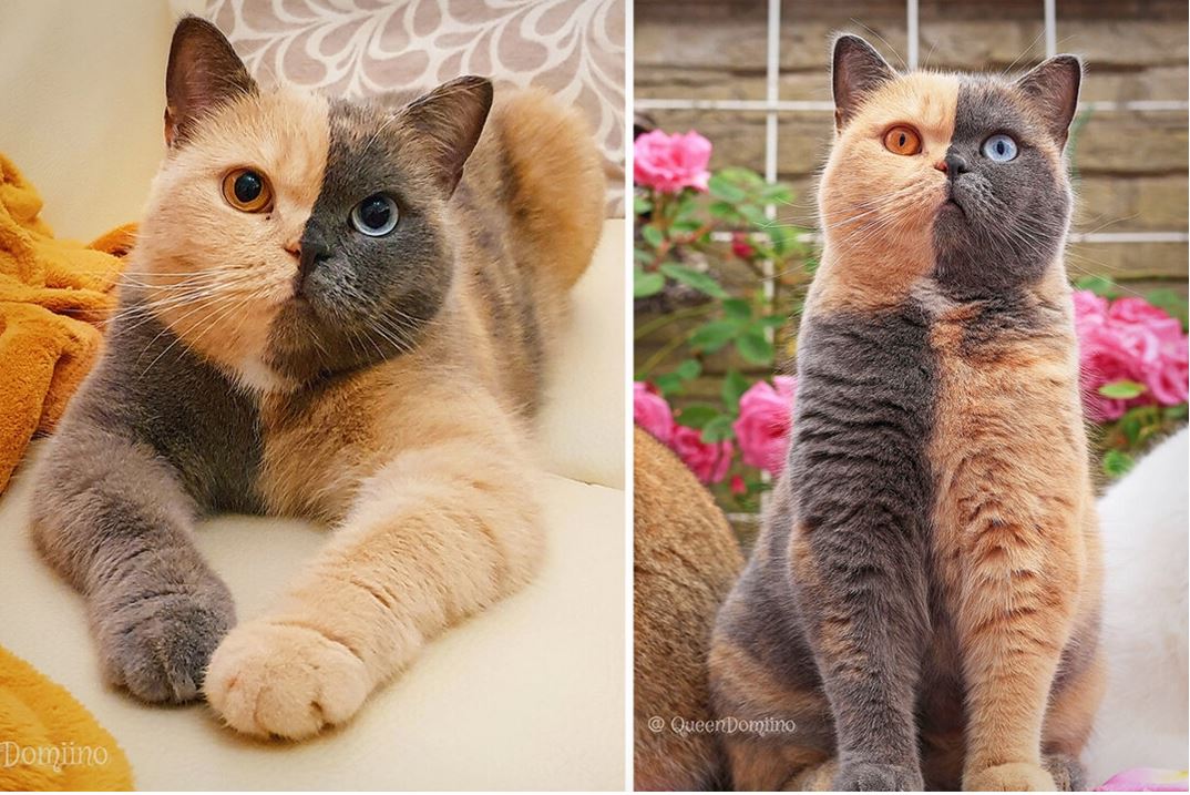 [Photos] Rencontrez Domiino, la chatte British Shorthair aux couleurs parfaitement divisées