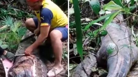 Indonésie: une femme retrouvée morte dans l’estomac d’un python