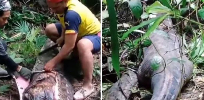 Indonésie: une femme retrouvée morte dans l'estomac d'un python