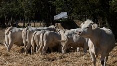 « La situation est toujours aussi alarmante » : nouvelle plainte de L214 contre un abattoir Bigard en Bourgogne