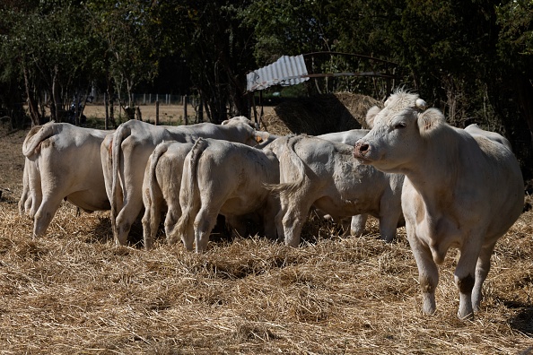"La situation est toujours aussi alarmante" : nouvelle plainte de L214 contre un abattoir Bigard en Bourgogne