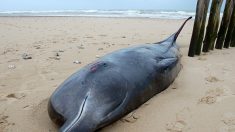 La baleine à bec de Travers échouée sur une plage de Nouvelle-Zélande : « une espèce si rare qu’elle n’a jamais été vue vivante »