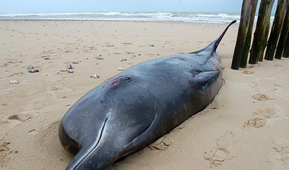 La baleine à bec de Travers échouée sur une plage de Nouvelle-Zélande : « une espèce si rare qu’elle n’a jamais été vue vivante »