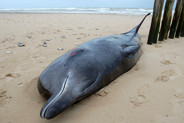 La baleine à bec de Travers échouée sur une plage de Nouvelle-Zélande : "une espèce si rare qu'elle n'a jamais été vue vivante"