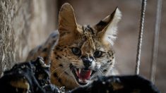 Un refuge pour servals abandonnés, victimes d’une tendance sur les réseaux sociaux