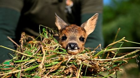 Dans la campagne belge, mission matinale pour « sauver Bambi »