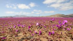 Chili : des fleurs apparaissent au beau milieu du désert d’Atacama, le plus aride au monde