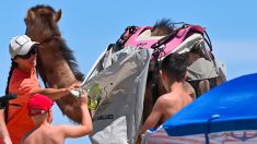 Des dromadaires sensibilisent les vacanciers de l’Hérault au ramassage des déchets