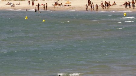 Des plages fermées en raison d’une « fausse » méduse, repérée en Catalogne : son venin peut provoquer l’arrêt cardiaque