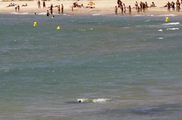 Des plages fermées en raison d’une « fausse » méduse, repérée en Catalogne : son venin peut provoquer l’arrêt cardiaque