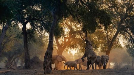 Afrique du Sud : un touriste espagnol a été piétiné à mort par des éléphants