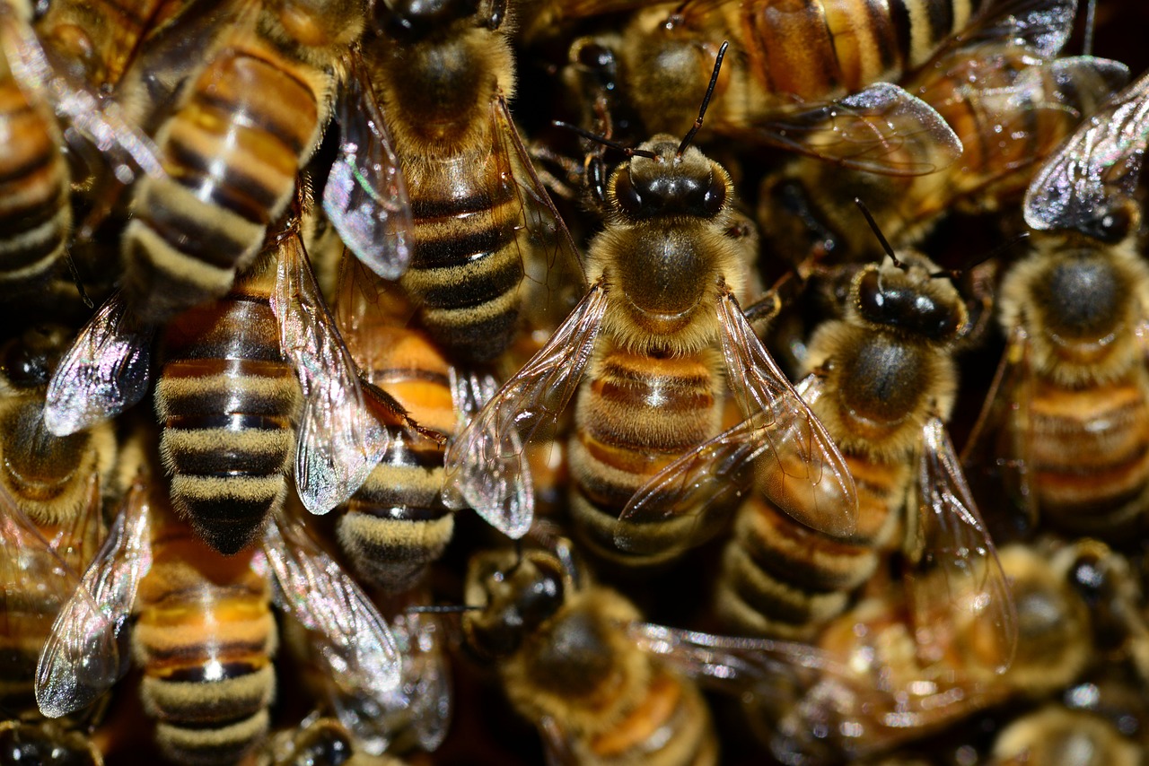 Écosse : plus de 100.000 abeilles colonisaient le plafond de cette maison pourtant habitée