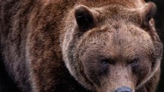 Roumanie : une randonneuse de 19 ans a été tuée par un ours, ce qui a suscité une vive émotion