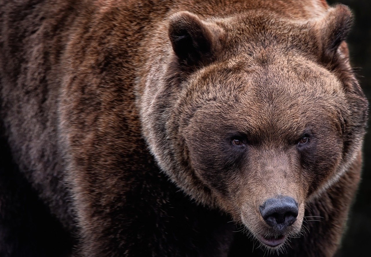 Italie : un touriste français hospitalisé après une attaque d'ours