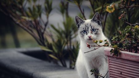 Gard : « Attention aux chats », des panneaux de signalisation pour protéger les félins sur la route