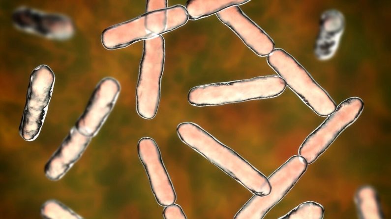 Les bifidobactéries sont essentielles à l’immunité intestinale. (Kateryna Kon/Shutterstock)