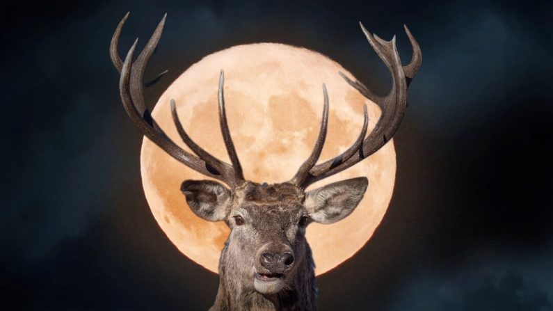 
La pleine lune du cerf se lèvera le 21 juillet. (Illustration par Epoch Times, Getty Images, Shutterstock)