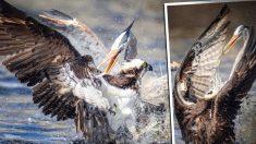 Un photographe animalier prend une photo rarissime d’un grand héron et d’un balbuzard se disputant un poisson – mais qui a gagné ?