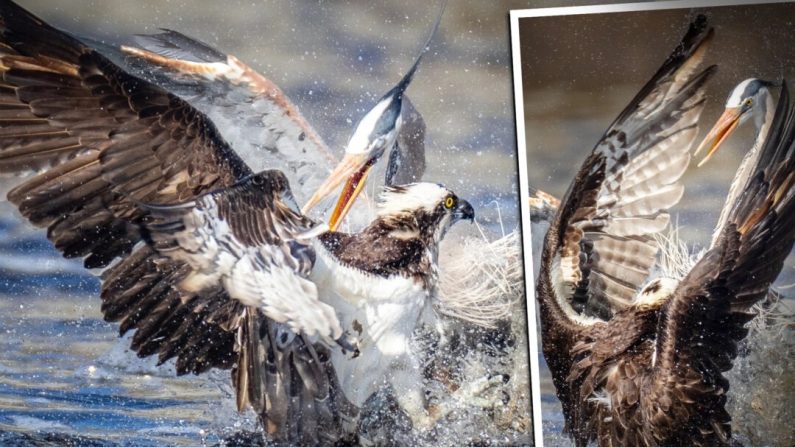 Des photographies rares montrent un grand héron  essayant de voler la prise d'un balbuzard pêcheur dans le New Jersey. (Avec l'aimable autorisation de James C. Sengul)