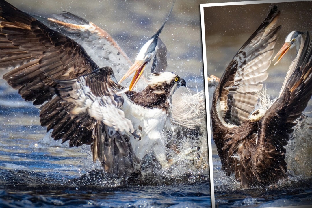 Un photographe animalier prend une photo rarissime d'un grand héron et d'un balbuzard se disputant un poisson - mais qui a gagné ?