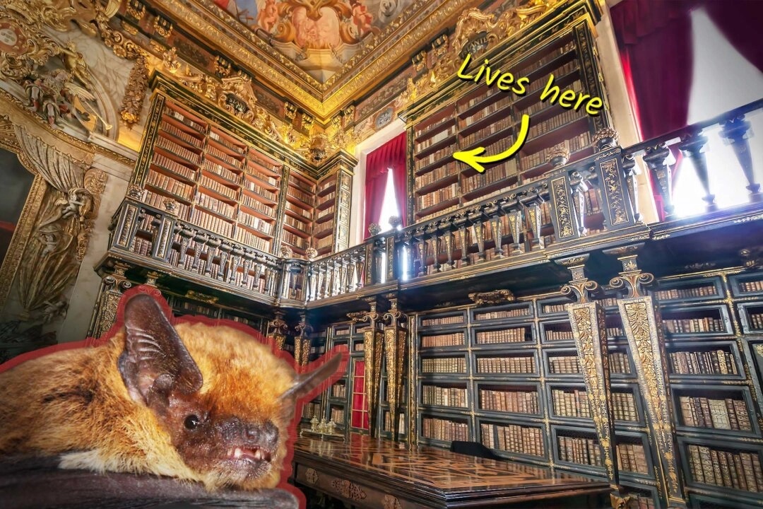 Une bibliothèque vieille de 300 ans abrite des chauves-souris pour lutter contre les parasites et les insectes qui mangent le papier et les vieux livres