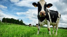 Perturbations électriques : un éleveur de vaches condamné à verser 53.000 euros à Enedis en appel