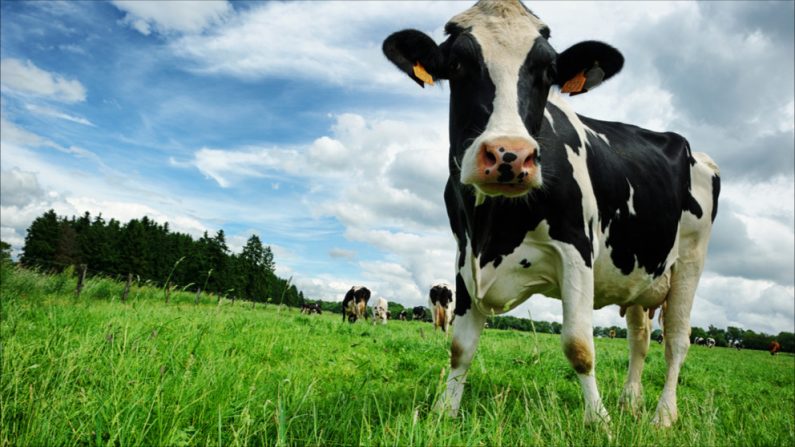 L'éleveur avait pourtant fait condamner l'entreprise en première instance. (Photo : symbiot/Shutterstock)