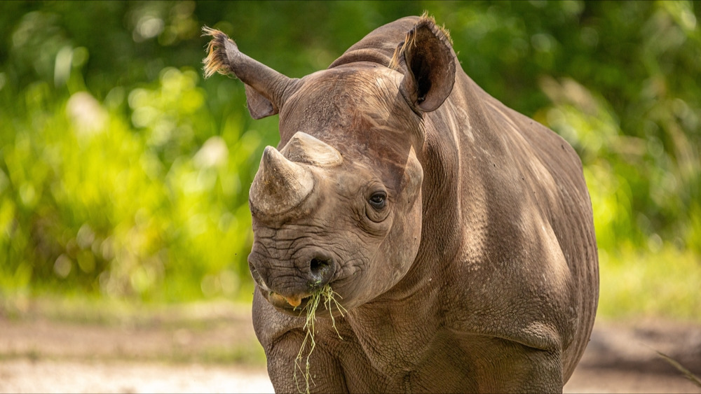 Afrique du Sud : ils rendent les cornes des rhinocéros radioactives pour éloigner les braconniers