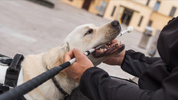 Un client malvoyant et son chien expulsés d’un Monoprix de Marseille, l’entreprise en procès