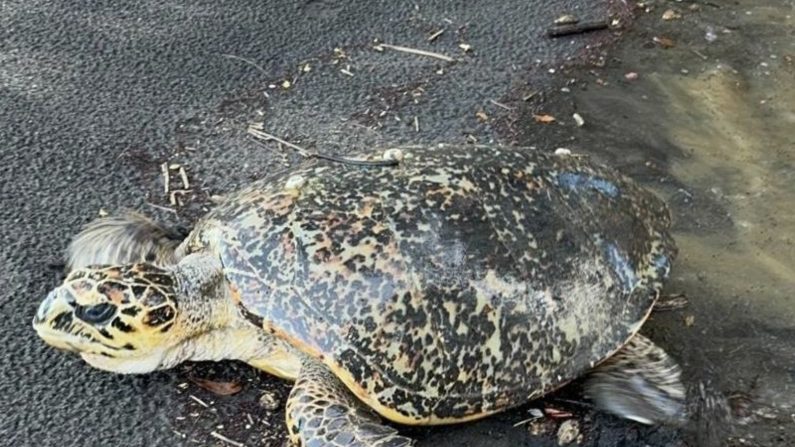 La tortue a pu regagner la mer seule. (Capture d'écran Facebook Gendarmerie de Guadeloupe)