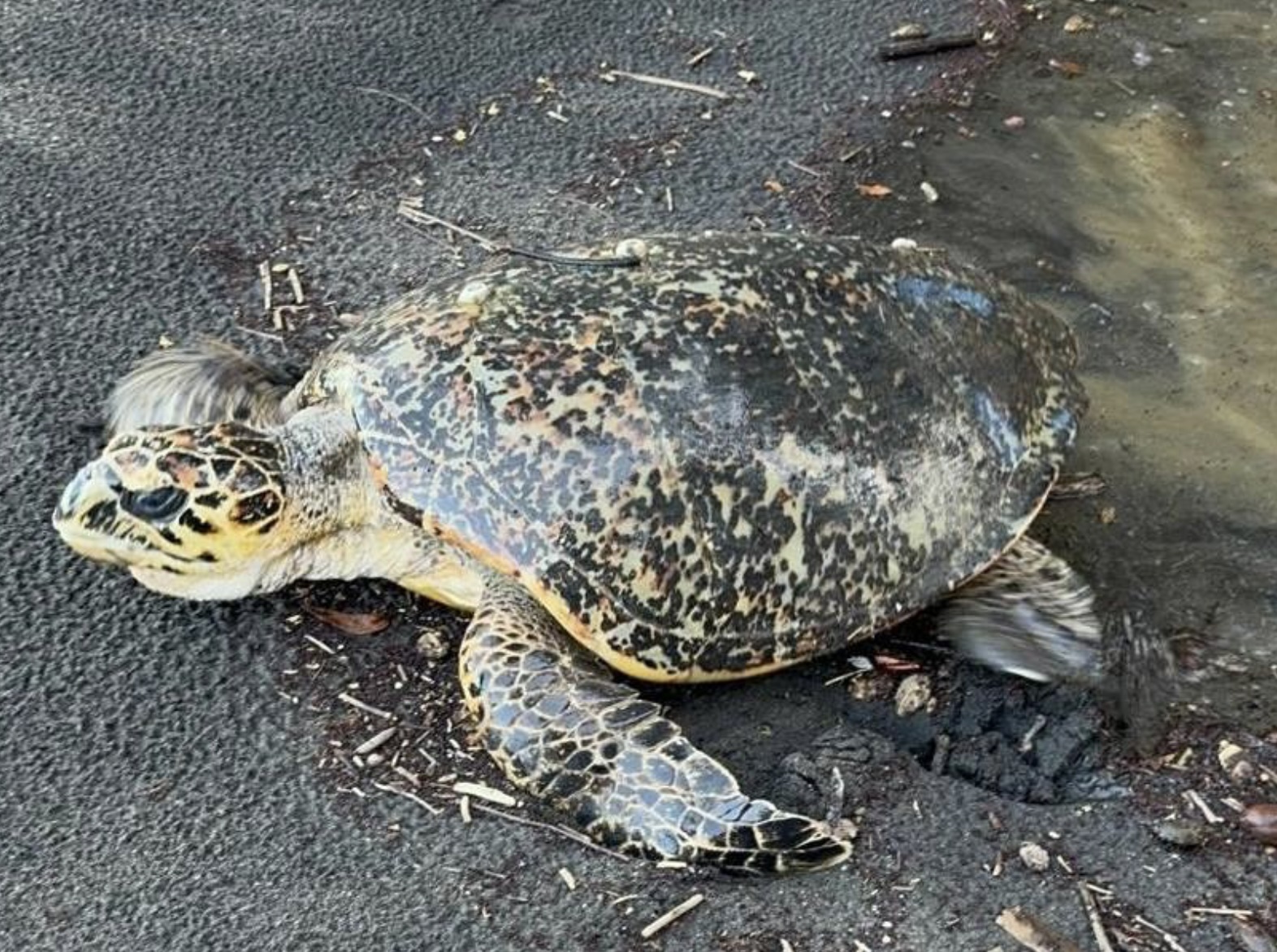 Guadeloupe : des gendarmes viennent en aide à une tortue en détresse