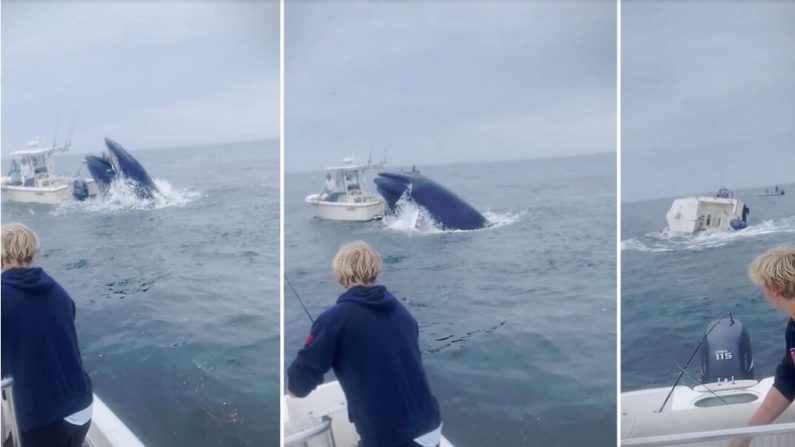 Des frères pêchant dans le port de Portsmouth sont témoins d'une baleine se jetant sur un bateau à proximité. (Capture d'écran/Newsflare)